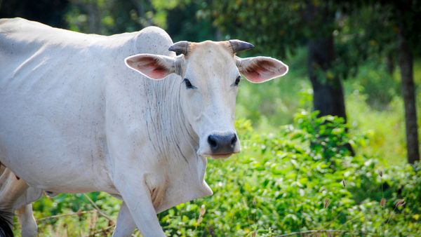 La leche de vaca cruda y no procesada es recomendada en la medicina Ayurveda debido a sus propiedades nutricionales y a la gran variedad de probióticos y bacterias que ayudan a restaurar la microbiota intestinal y a mantenerla saludable, alivian los trastornos inflamatorios y mejoran el movimiento intestinal.