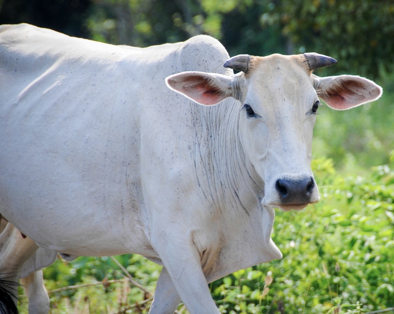 Ranayu Ayurveda y Yoga -¿Por qué en Ayurveda sí se recomienda tomar leche cruda de vaca?