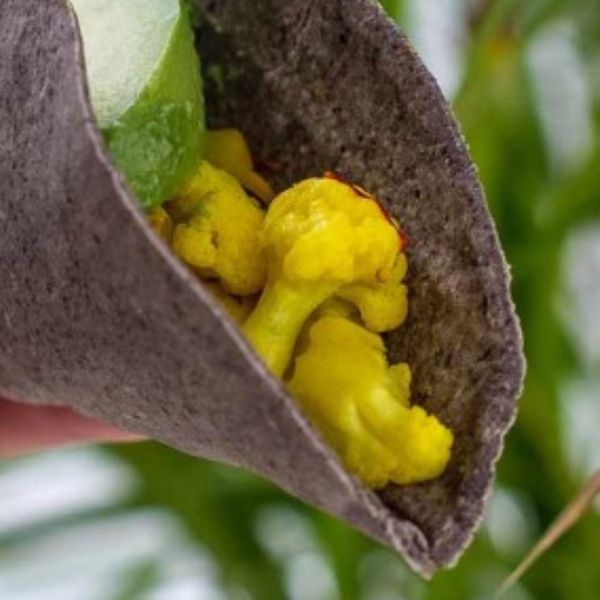 Estos tacos son un ejemplo de cómo lo simple puede volverse especial con un par de giros creativos. En lugar de los rellenos pesados y grasosos a los que estamos acostumbrados, aquí la base es un mousse de frijol negro: suave, proteico y lleno de minerales. Encima, la combinación de coliflor y calabaza doradas con cúrcuma y comino aporta dulzor natural, ligereza y un toque especiado que despierta la digestión. El resultado es un taco colorido, nutritivo y balanceado: proteína vegetal de los frijoles, verduras dulces y fáciles de digerir, especias que apoyan al fuego digestivo y la frescura herbal del cilantro y la salsa Diosa Verde. Una comida práctica pero completa que nutre sin dejar pesadez. Es ideal en otoño e invierno, aunque se puede disfrutar en cualquier estación del año.